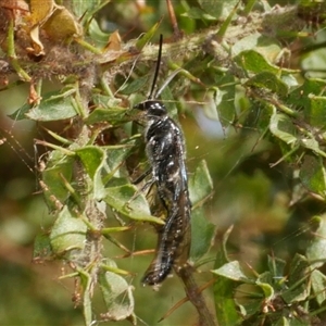 Rhagigaster Genus at suppressed - suppressed