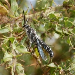 Rhagigaster Genus at suppressed - suppressed