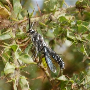 Rhagigaster Genus at suppressed - suppressed