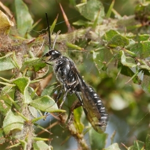 Rhagigaster Genus at suppressed - suppressed