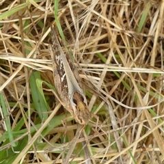 Gastrimargus musicus at Freshwater Creek, VIC - 12 Jan 2025 03:10 PM