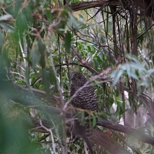 Ninox strenua at Paddys River, ACT - suppressed