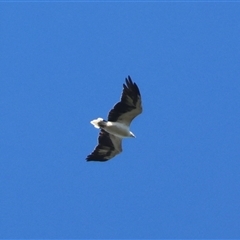 Haliaeetus leucogaster (White-bellied Sea-Eagle) at Mongarlowe, NSW - 17 Apr 2025 by LisaH