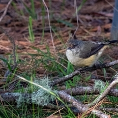 Acanthiza reguloides (Buff-rumped Thornbill) at Penrose, NSW - Yesterday by Aussiegall