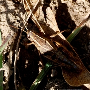 Unverified Grasshopper (several families) by LisaH