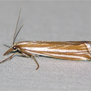 Hednota opulentellus at Bolivia, NSW - suppressed
