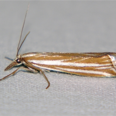 Hednota opulentellus (A Cramdid moth (Crambinae) at Bolivia, NSW - 26 Apr 2008 by PJH123