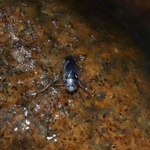Enithares sp. (genus) at Tharwa, ACT - 16 Apr 2025 by TimL