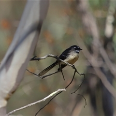 Rhipidura albiscapa (Grey Fantail) at Tharwa, ACT - 16 Apr 2025 by TimL