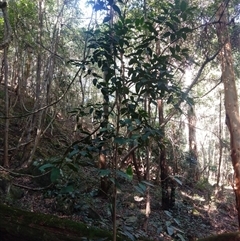 Unverified Other Shrub at Lower Mangrove, NSW - 14 Apr 2025 by Mikebreheny