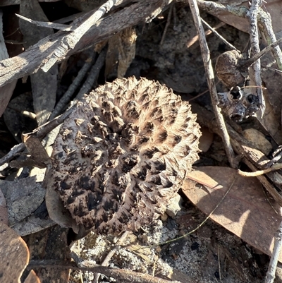 Boletellus sp. (genus) at Bucketty, NSW - Yesterday by MartinPredavec