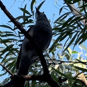 Colluricincla harmonica at Bucketty, NSW - 18 Apr 2025 07:39 AM