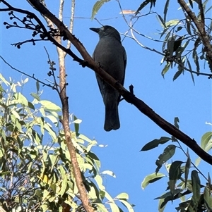 Colluricincla harmonica at Bucketty, NSW - 18 Apr 2025 07:39 AM