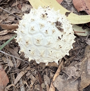 Amanita sp. at Bucketty, NSW - 18 Apr 2025 07:45 AM