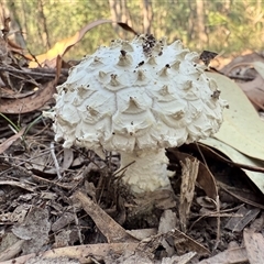 Amanita sp. at Bucketty, NSW - 18 Apr 2025 07:45 AM