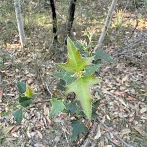 Podolobium ilicifolium at Bucketty, NSW - 18 Apr 2025 07:33 AM