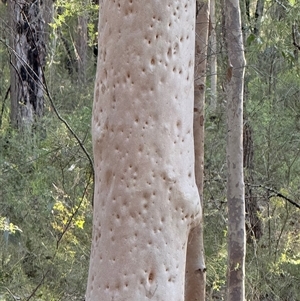 Angophora costata at Bucketty, NSW - 18 Apr 2025 07:23 AM