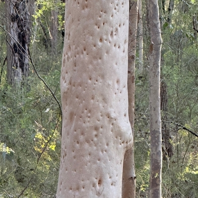 Angophora costata at Bucketty, NSW - 18 Apr 2025 by MartinPredavec