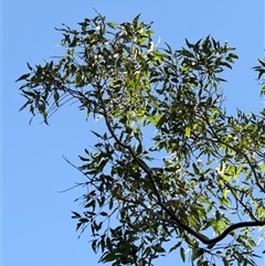 Angophora costata at Bucketty, NSW - 18 Apr 2025 07:23 AM