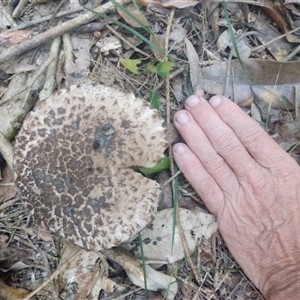Unverified Fungus at Lower Mangrove, NSW - 14 Apr 2025 by Mikebreheny