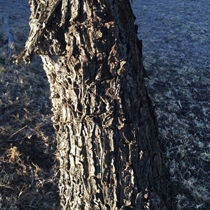 Cupressus arizonica at Crowther, NSW - Yesterday by Frecko