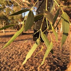 Eucalyptus globulus subsp. bicostata at Crowther, NSW - Yesterday by Frecko