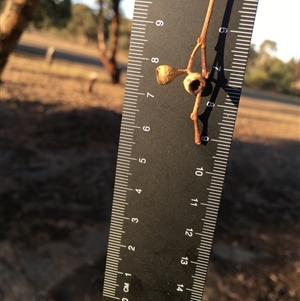 Eucalyptus dives at Crowther, NSW - Yesterday by Frecko