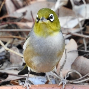 Zosterops lateralis at Aranda, ACT - Yesterday by KMcCue