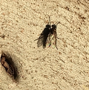 Unverified True fly (Diptera) at Crowther, NSW - Yesterday by Frecko