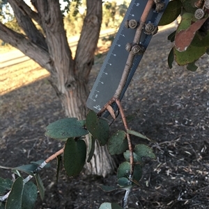 Eucalyptus dives at Crowther, NSW - Yesterday by Frecko