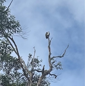 Pandion haliaetus at Corlette, NSW - suppressed