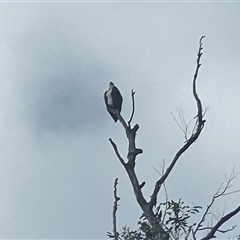 Pandion haliaetus at Corlette, NSW - suppressed