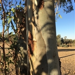 Eucalyptus blakelyi at Crowther, NSW - 17 Apr 2025 04:35 PM