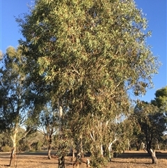 Eucalyptus blakelyi at Crowther, NSW - 17 Apr 2025 04:35 PM