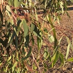 Eucalyptus blakelyi at Crowther, NSW - 17 Apr 2025 04:35 PM