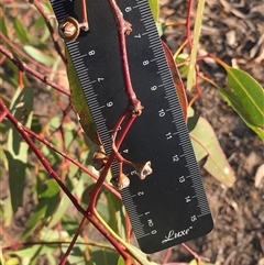 Eucalyptus blakelyi at Crowther, NSW - 17 Apr 2025 04:35 PM