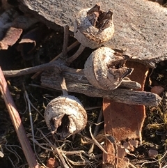Eucalyptus blakelyi at Crowther, NSW - 17 Apr 2025 04:31 PM
