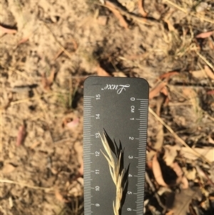 Rytidosperma sp. at Crowther, NSW - Yesterday by Frecko