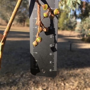Eucalyptus dives at Crowther, NSW - Yesterday by Frecko