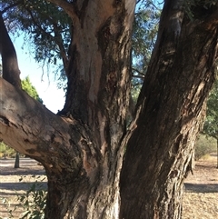 Eucalyptus blakelyi at Crowther, NSW - 17 Apr 2025 04:05 PM