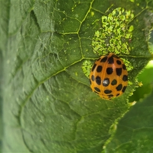 Unverified Lady beetle (Coccinellidae) by Mike