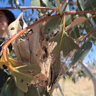 Unverified Other insect at Coombs, ACT - 18 Apr 2025 by Juliea