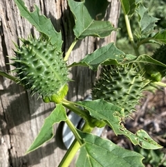 Datura stramonium (Common Thornapple) at Campbell, ACT - 18 Apr 2025 by SilkeSma