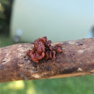 Unverified Other non-black fungi  at Mount Gravatt East, QLD - Today by DMona