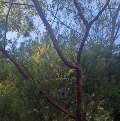 Eucalyptus blakelyi at Ainslie, ACT - 18 Apr 2025 by McGrathAl