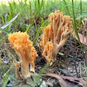 Ramaria sp. (genus) at suppressed - suppressed
