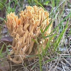 Ramaria sp. (genus) at suppressed - suppressed