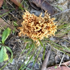 Ramaria sp. (genus) at Moruya, NSW - suppressed