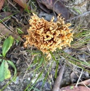 Ramaria sp. (genus) at suppressed - suppressed