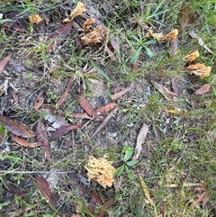 Ramaria sp. (genus) at suppressed - suppressed